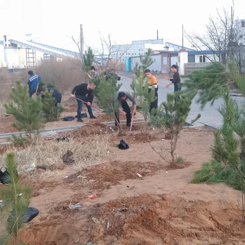 洗选煤运营公司洗煤厂: 开展“植树造林美化家园”活动