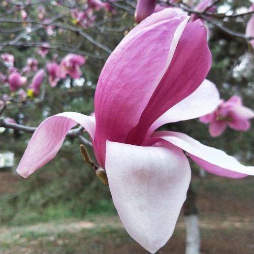 走近春天寻觅花开