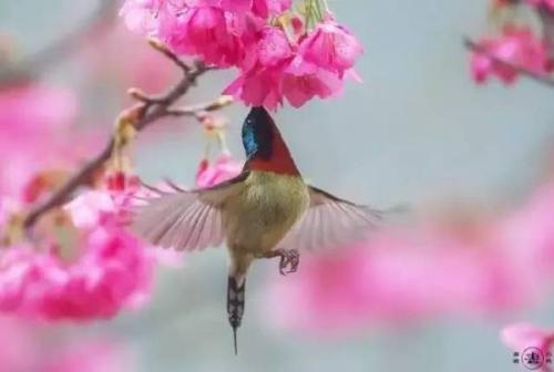 三月细雨四月开