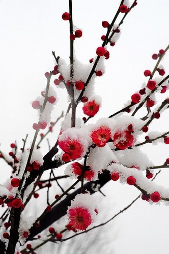 梅兰竹菊