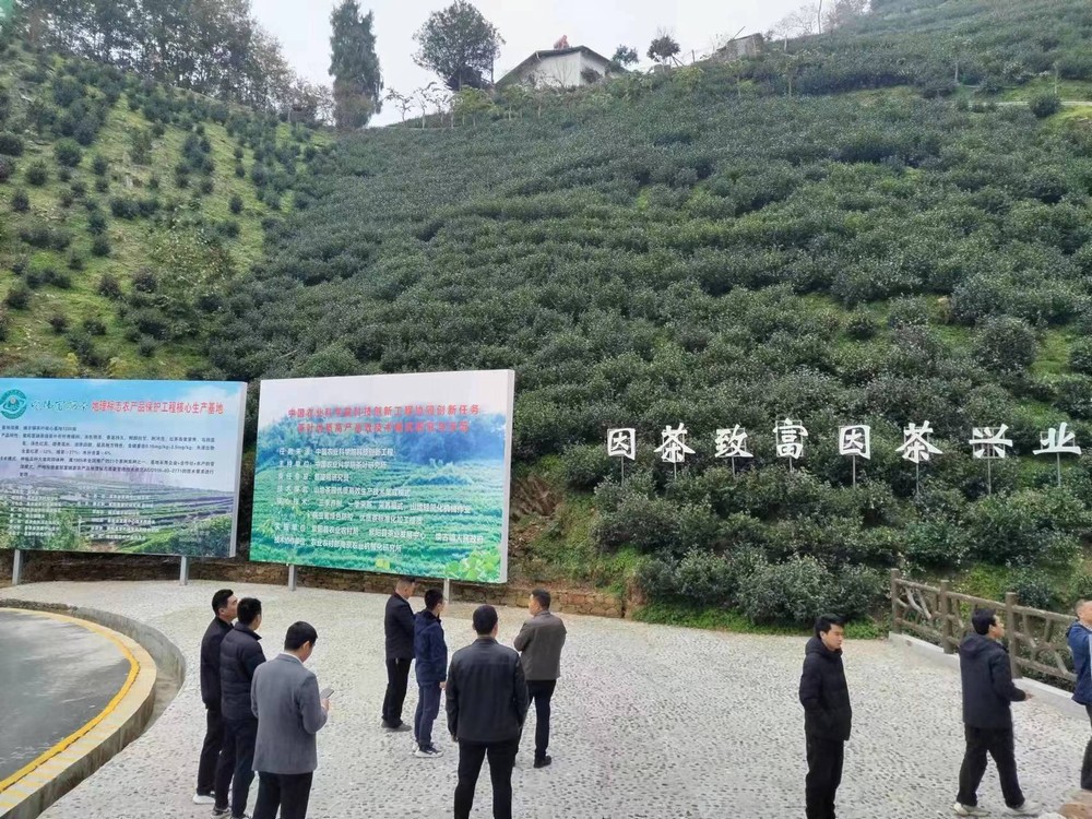emc网页版登录建设驻村工作队“走出去”寻觅茶产业 发展良方