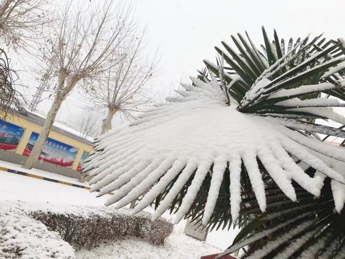 三九降瑞雪