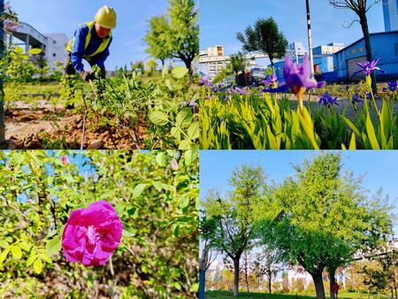 emc网页版登录建设洗选煤运营公司红柳林洗煤厂项目部： 夯实“绿”的底色    呵护“眼”的清灵