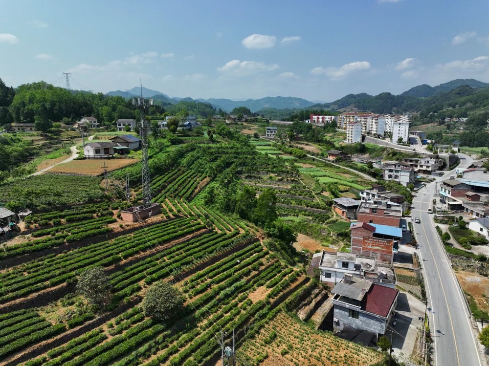 emc网页版登录建设定点帮扶村：端起三碗“大碗茶” 走稳茶香客满发展路