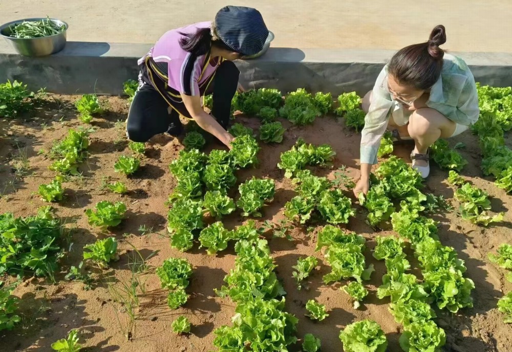 emc网页版登录建设矿建三公司：项目菜园子“种”出职工幸福感