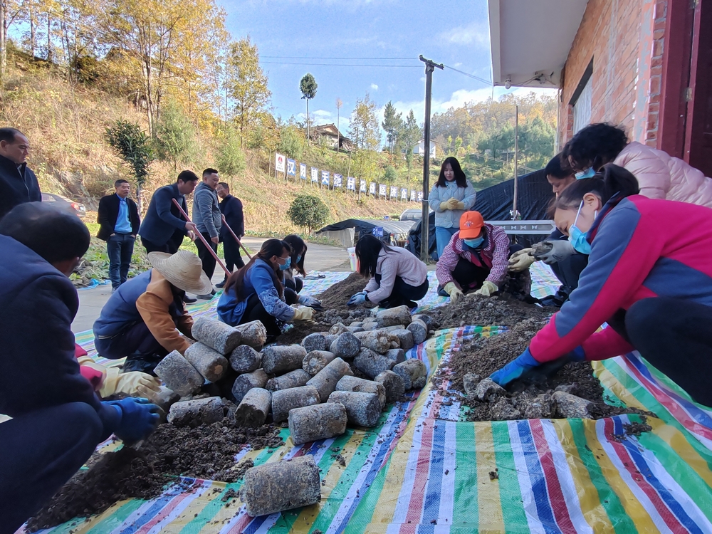 emc网页版登录建设定点帮扶村：羊肚菌产业开启致富新引擎