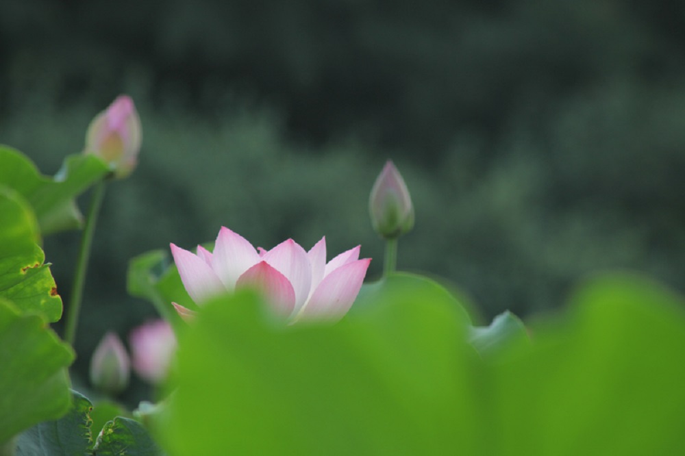 荷影深处见清风