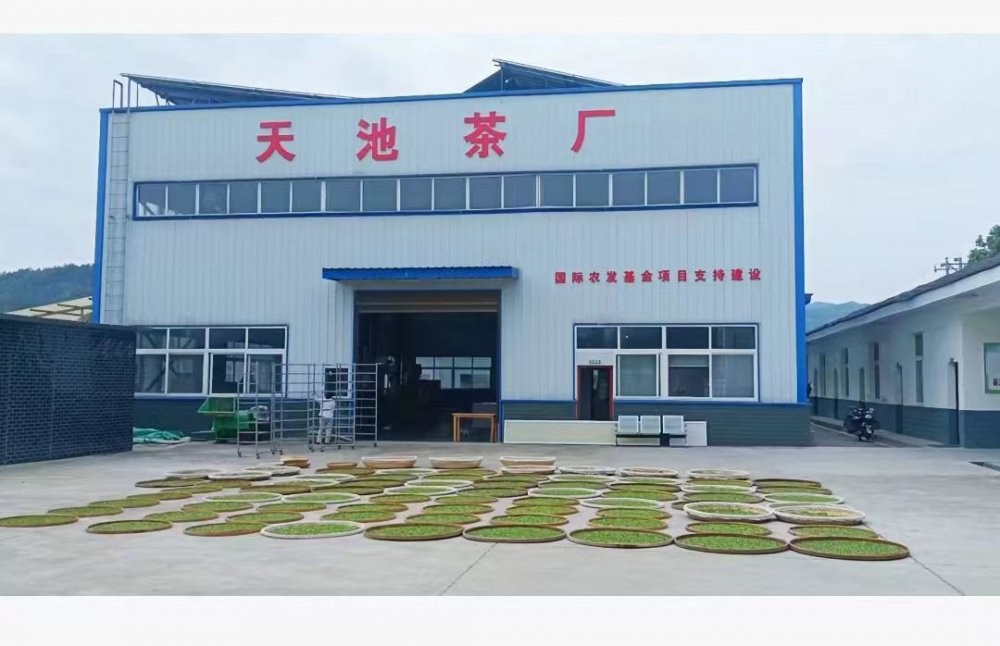 emc网页版登录建设定点帮扶村：百亩茶园托起乡村振兴“绿引擎”