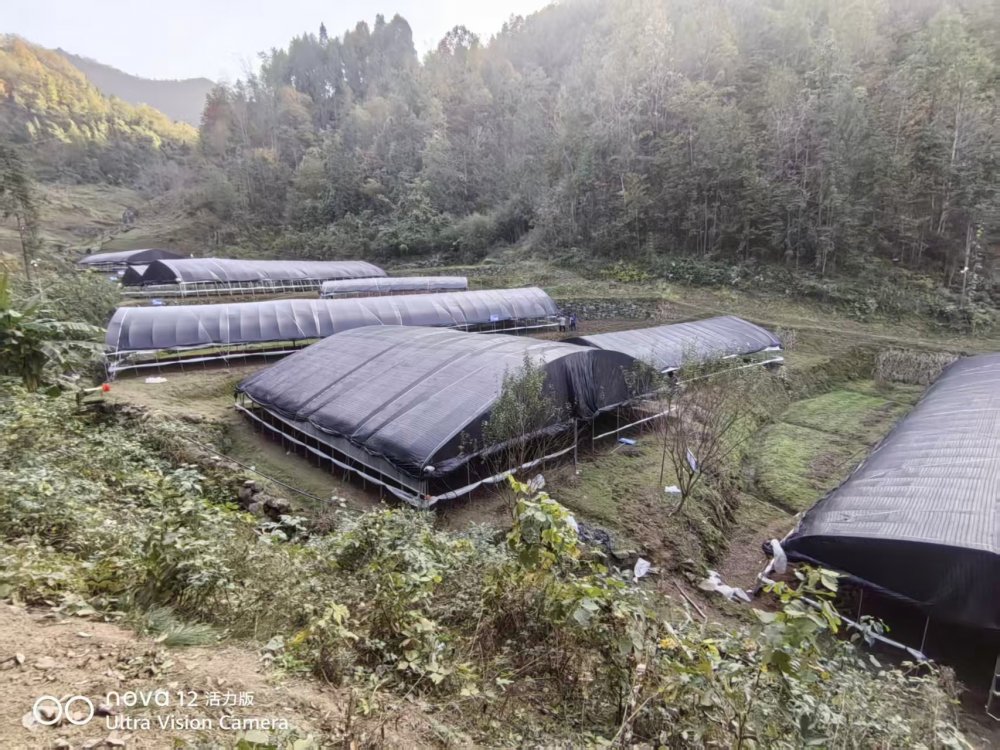 emc网页版登录建设定点帮扶村:“菌”力量撑起“致富伞”